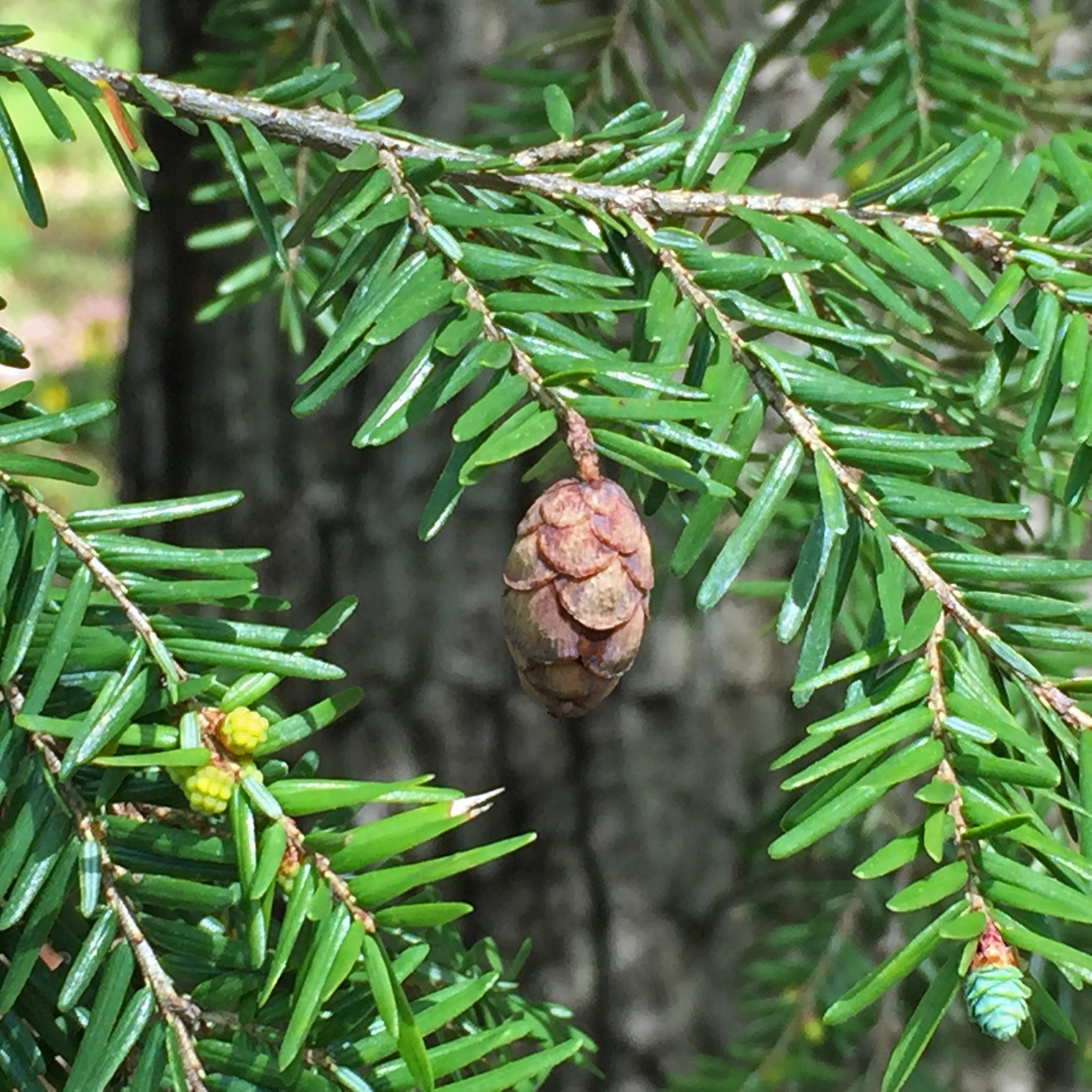 <p>What is a strobilus?</p>