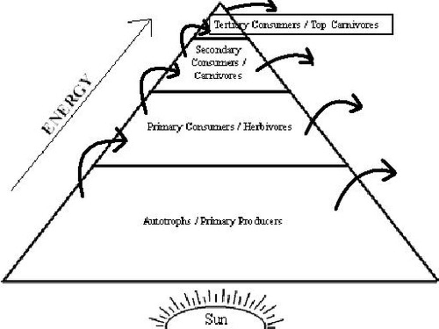 <p>A diagram that shows decreasing energy flow through the four trophic levels.</p>