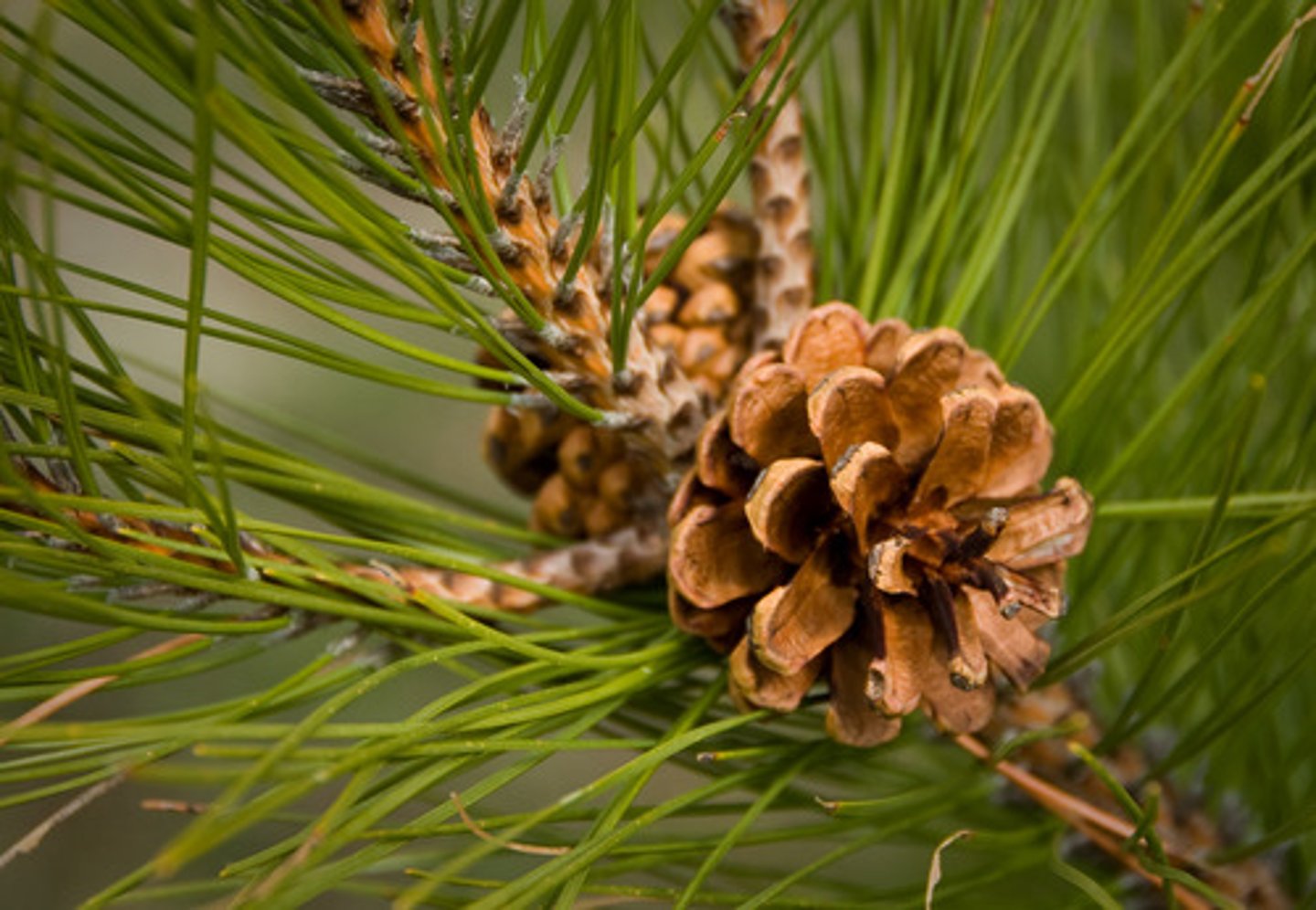 <p>- live oak, holly</p><p>- conifers (pine,spruce,etc)</p>
