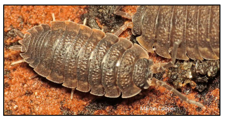 <p>What class and order do wood lice ( 7 legs) belong to?</p>