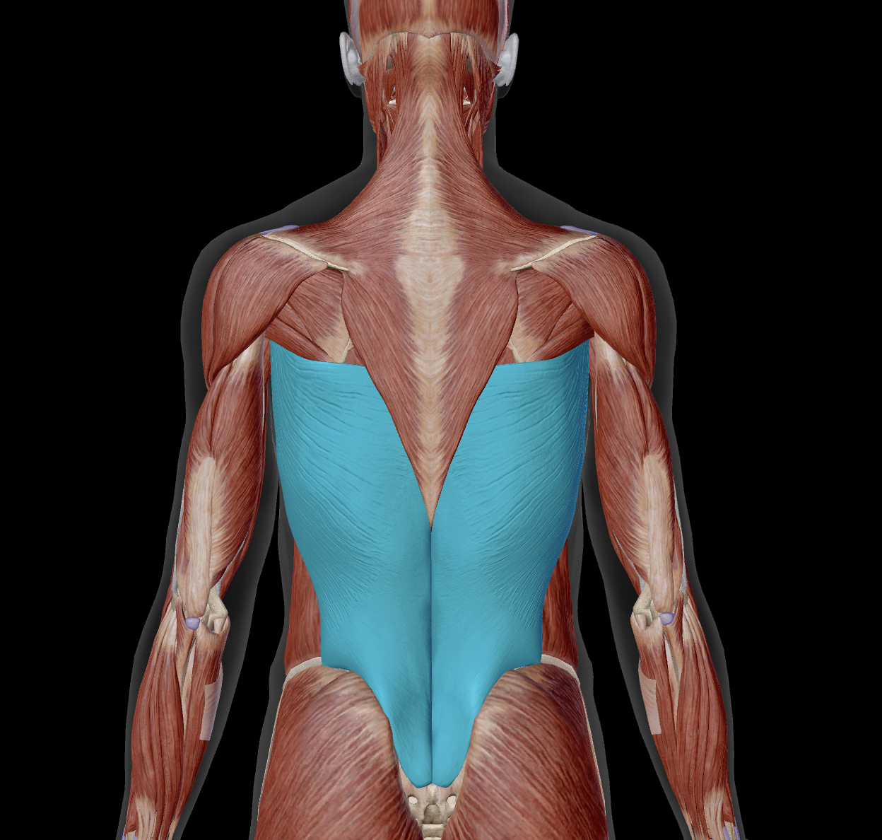 <p>nerve?</p>