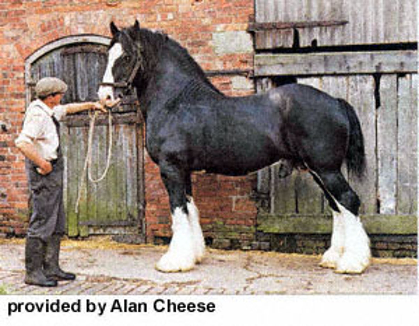 <p>- Draft Horse</p><p>- Originated in England</p><p>- TALLEST of the Draft Horses</p><p>- Usually black, but can be bay or brown</p><p>- Feathered legs</p>