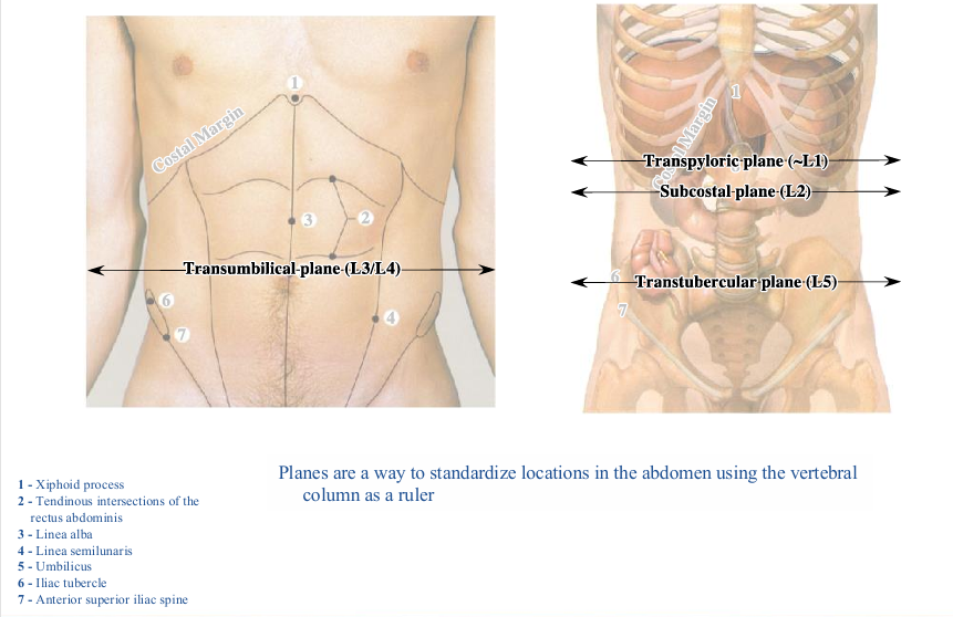 <p>-planes: a way to standardize locations in abdomen using the vertebral column as a ruler</p>