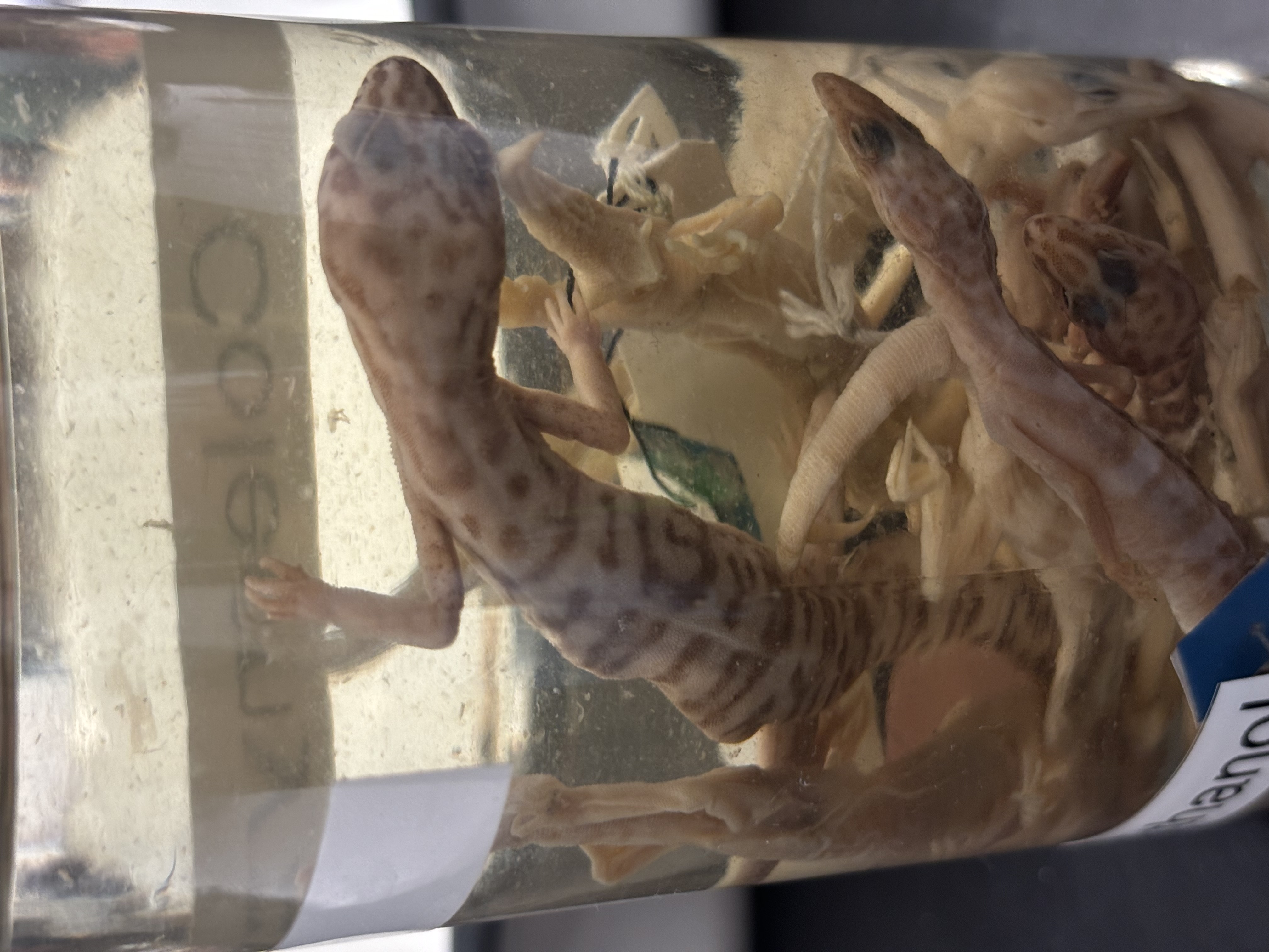 <p>Coleonyx variegatus family</p>
