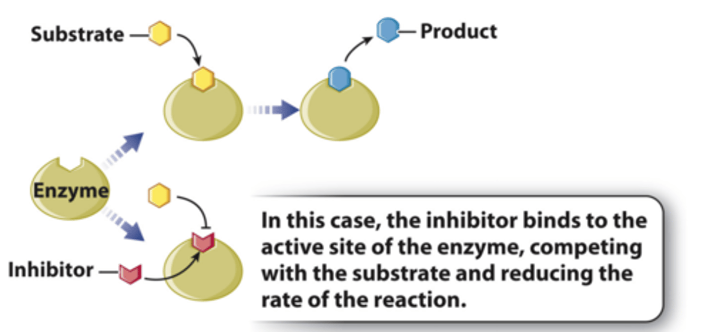 <p>competitive inhibitors (noncovalent)</p>