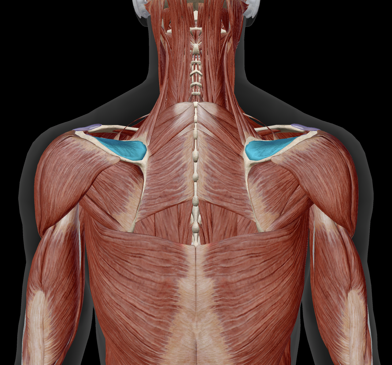 <p>distal attachment?</p>