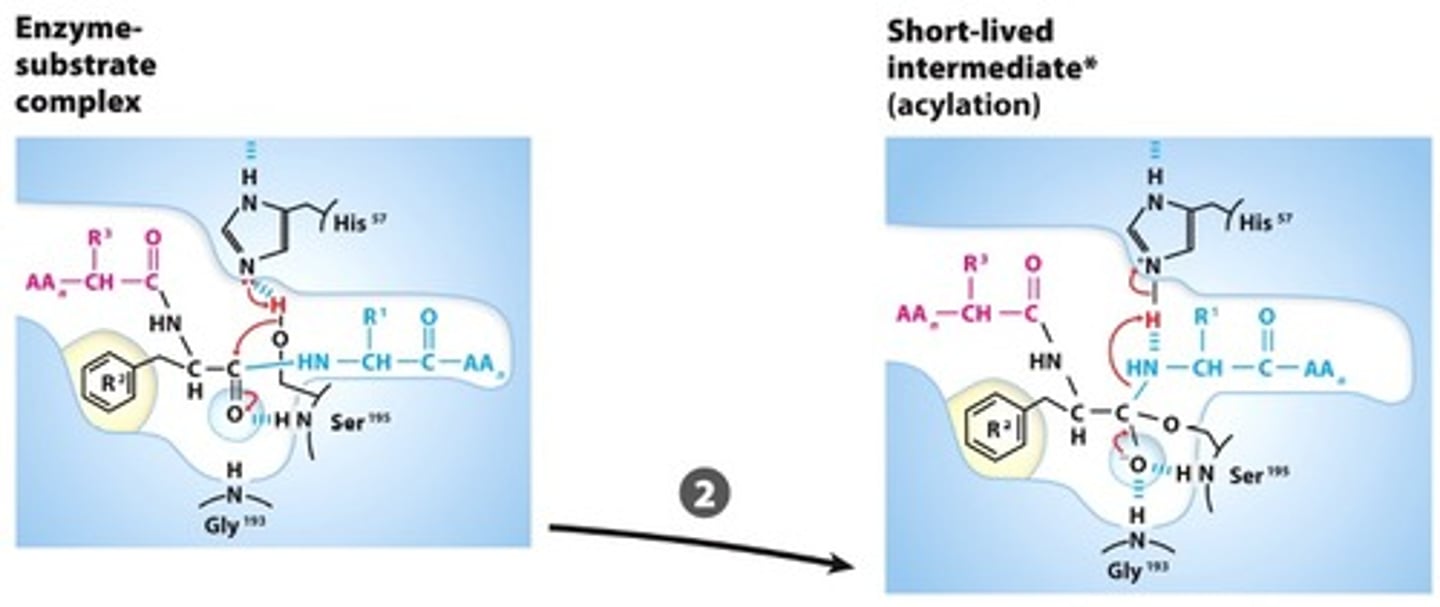 <p>NUCLEOPHILIC GENERATION: The Ser and His residue interaction create a Ser alkoxide, this nucleophile attacks the carbonyl carbon forming a tetrahedral acyl-enzyme intermediate that is stabilized bythe oxyanion hole</p>