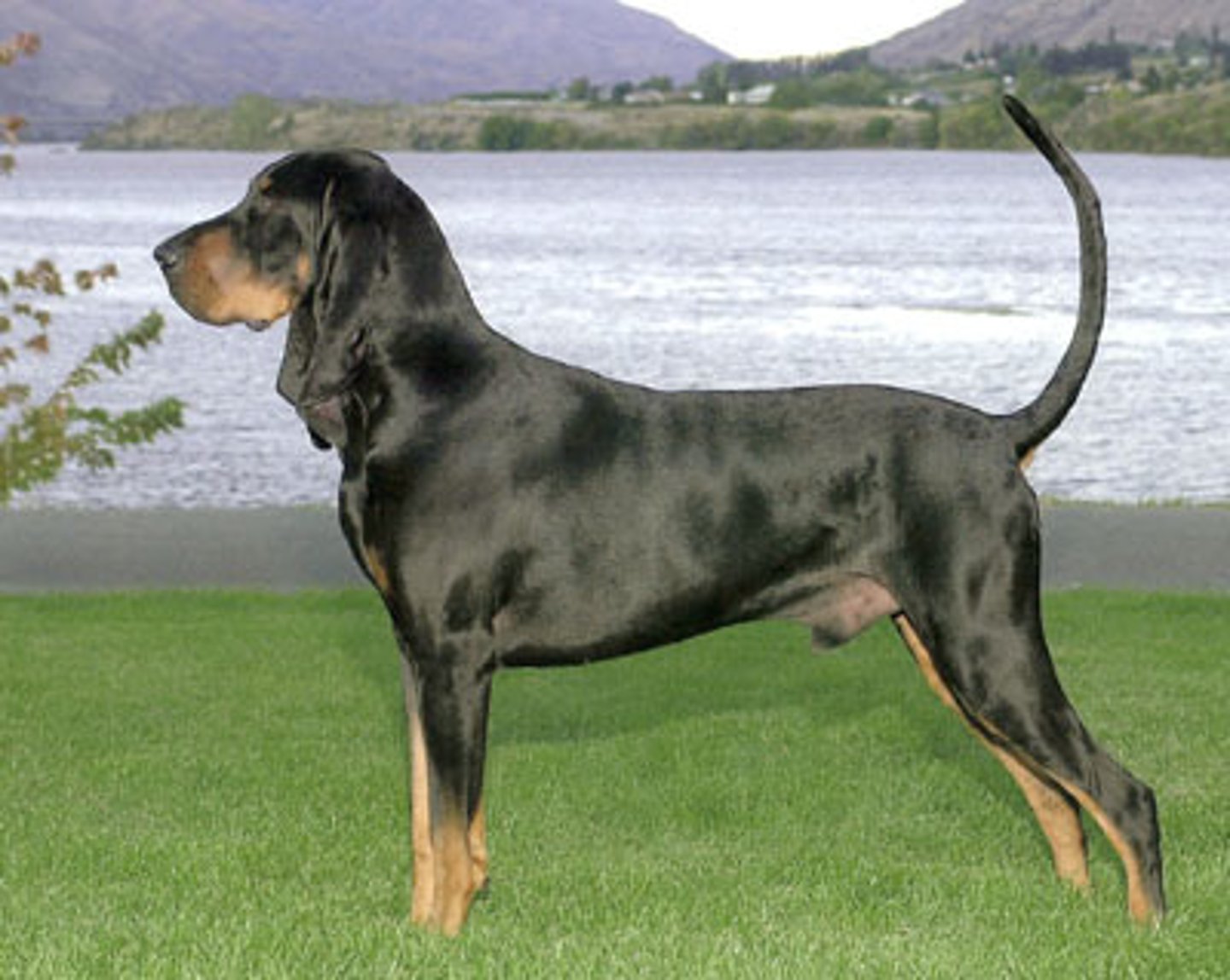 <p>Hound</p>