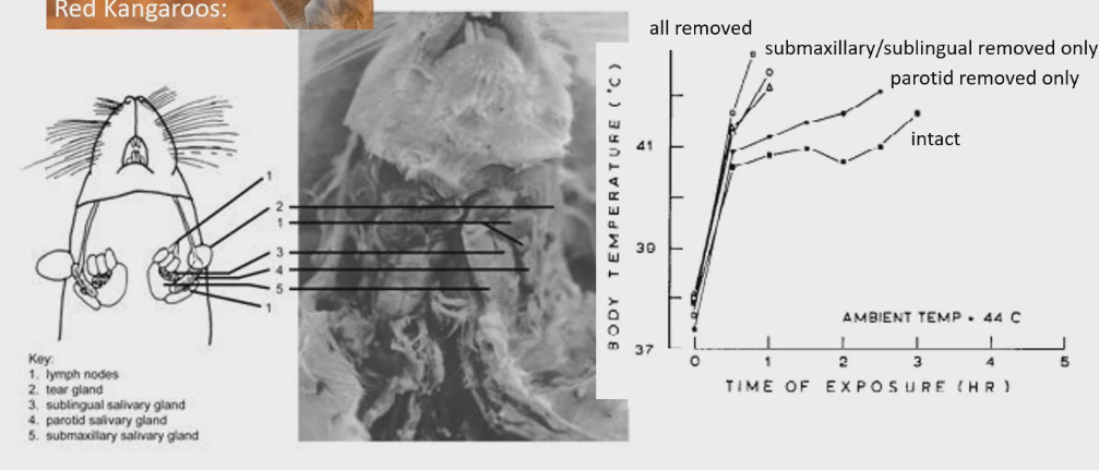<ul><li><p>multiple salivary glands writhing the body that produce different saliva</p></li><li><p>Researchers took rats and put them at high temp.</p></li><li><p>Intact: all salivary glands intact. Body temp rises to 40.5ºC then levels off and survives 3 hrs of exposure</p></li><li><p>All removed: removed all salivary glands. Body temp rises to 43ºC → death</p></li><li><p>Removal of Parotid glands only: similar result to intact case → not that important of gland for cooling down, survive in heat without it</p></li><li><p>Removal of submaxillary/sublingual glands, results more liked all removed situation → important for cooling</p></li></ul><p></p>