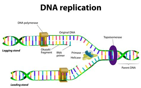 <p>to begin replication</p><p>builds an RNA primer forms 3’ OH for DNA to attach</p>