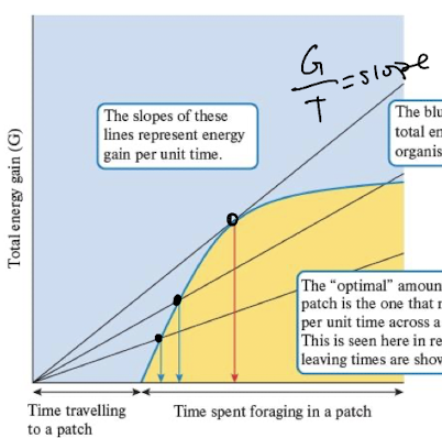 <p>an organism should spend time in a patch that maximizes their energy gained in the patch </p><p>when energy gain levels off they should leave the patch </p><p>longer travels time = more time spent in </p>