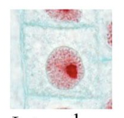<p>What stage of mitosis</p>