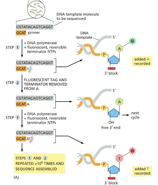 <p>is based on the basic principles of automated dideoxy sequencing. A genome or other large DNA sample of interest is broken into millions of short fragments. these fragments are attached to a glass surface and amplified by PCR</p>