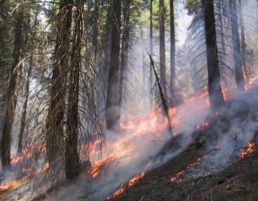 <p>Describe a Surface Fire</p>