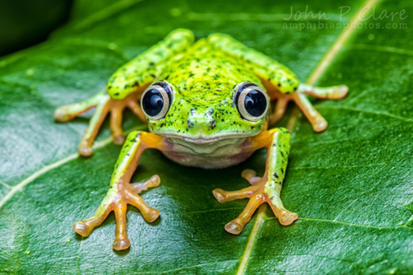 <p>I have a frog</p>