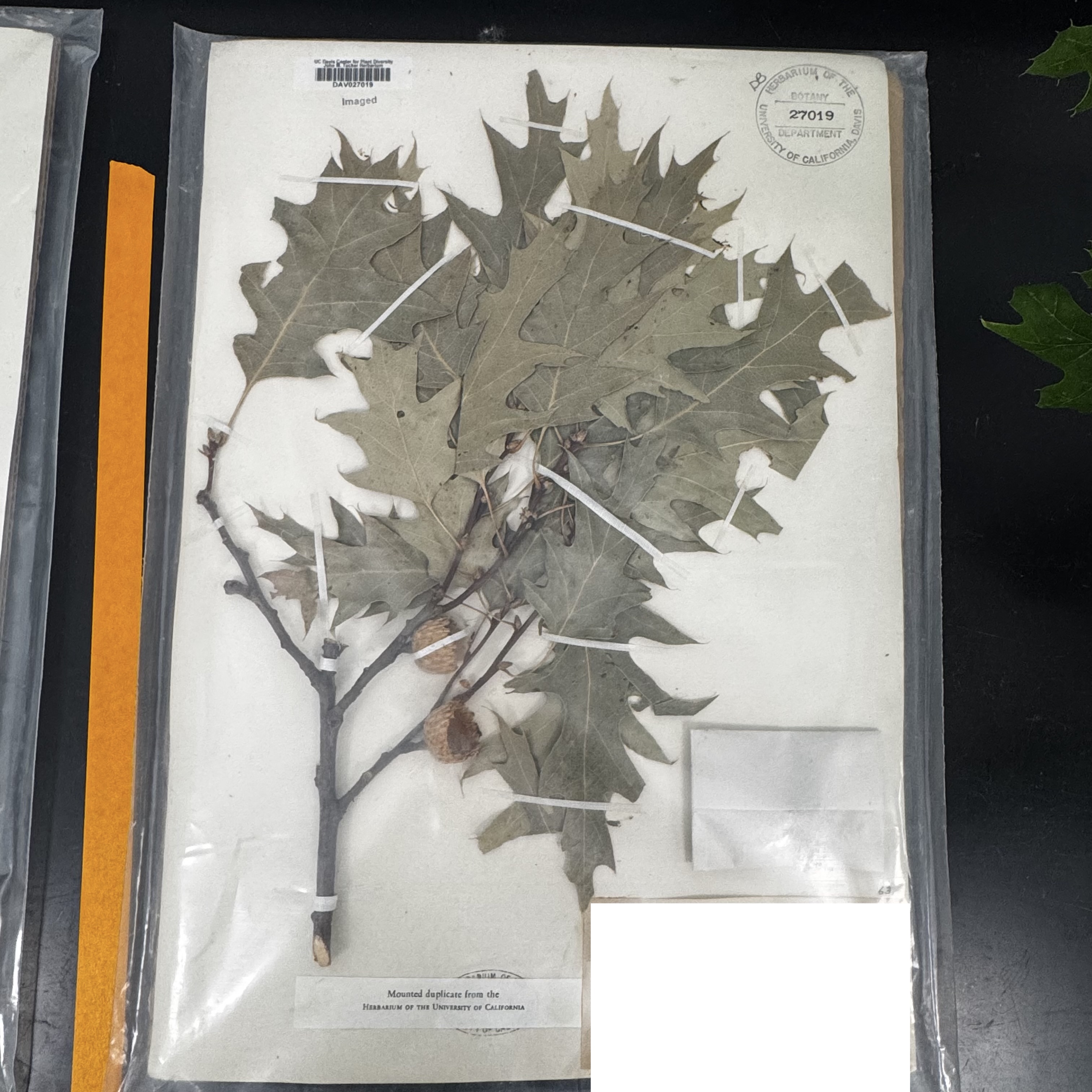 <p>What order, family, and genus?</p>