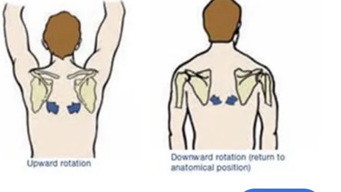 <p>Upward rotation: arms up</p><p>Downward rotation: arms down</p><p>Frontal plane and sagittal axis</p>