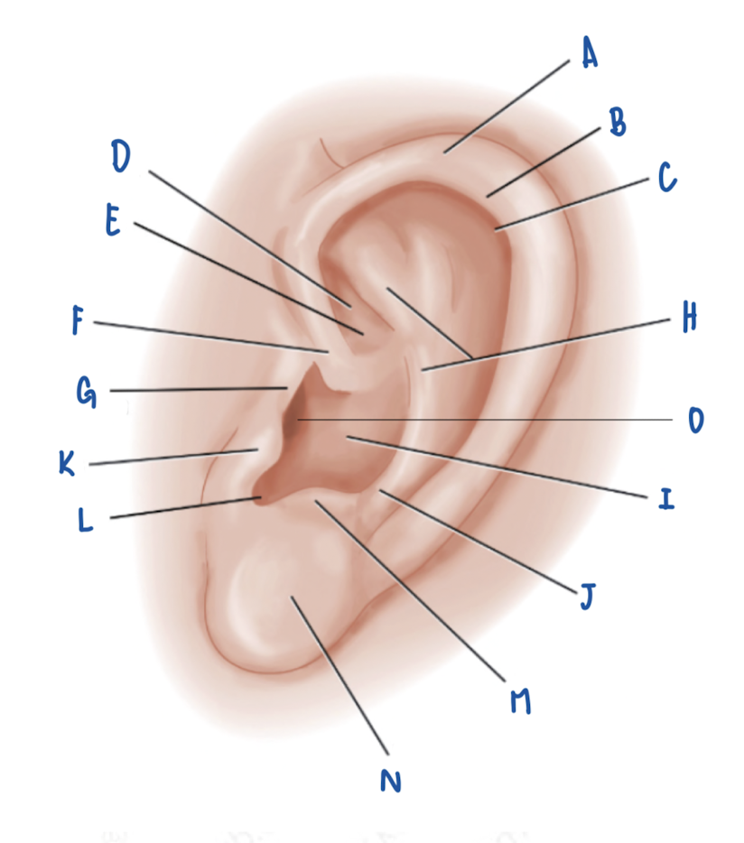 <p>Name the Part of the Pinna labeled E</p>