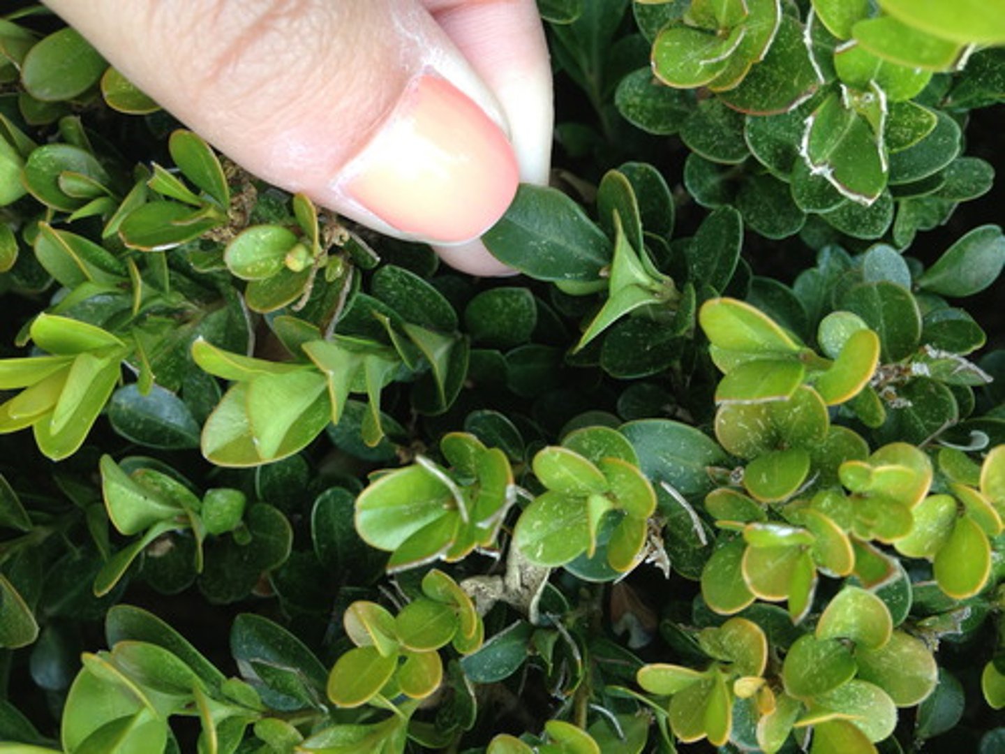 <p>Boxwood; Filler</p>