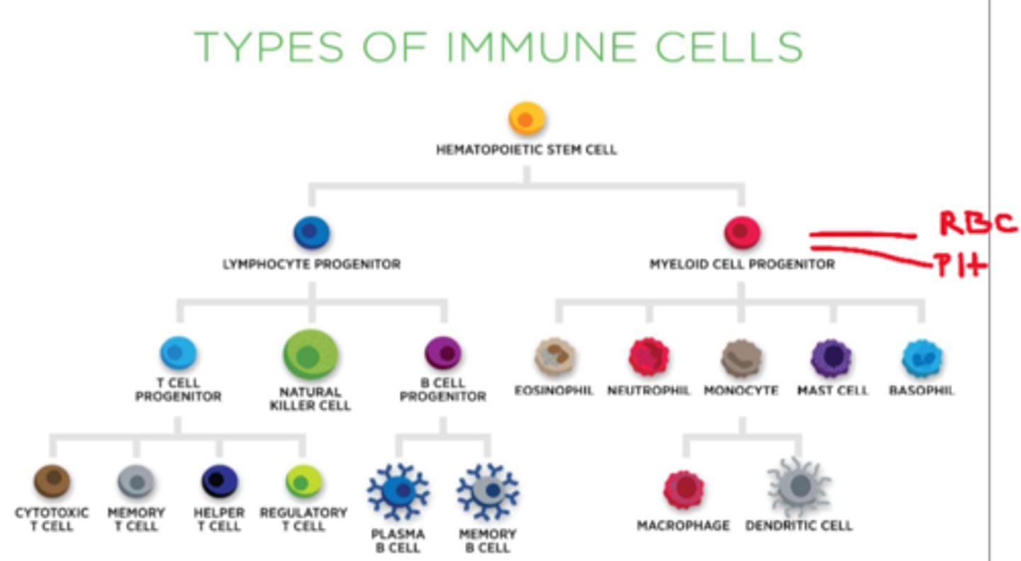 <p>eosinophils, neutrophils, monocytes, mast cells, basophils</p>