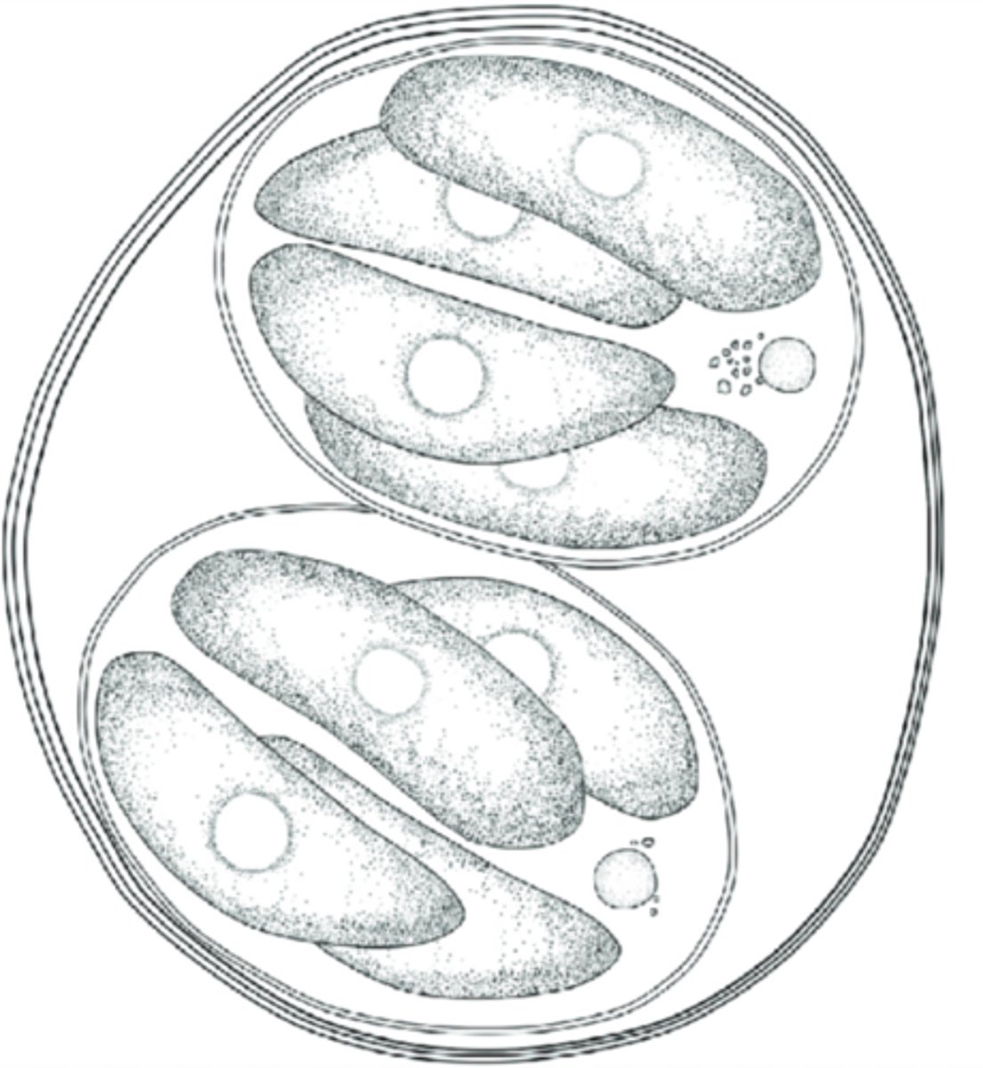 <p>- <strong>0 sporocysts</strong></p><p>- <strong>4 sporozoits (free)</strong></p><p>- No micropyle</p><p>- Microgametes have no flagellum</p><p>- <strong>5-7 micrometer</strong> (small)</p><p>- <strong>Oval/Round</strong></p><p>- <strong>2 thin shells</strong></p><p>- <strong>Pink on Ziehl Nielsen stain</strong></p>