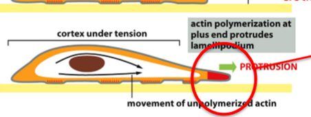 <p>integrin binding to fibronectin </p>