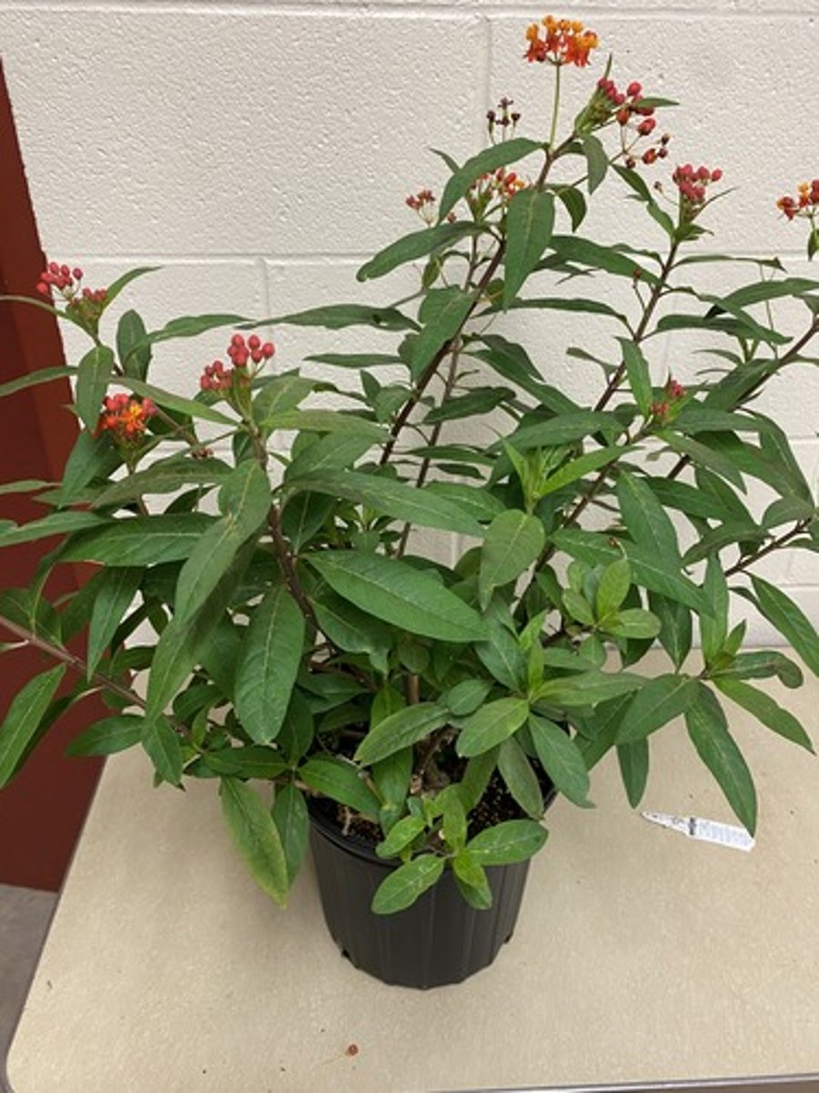 <p>Asclepiadaceae</p>