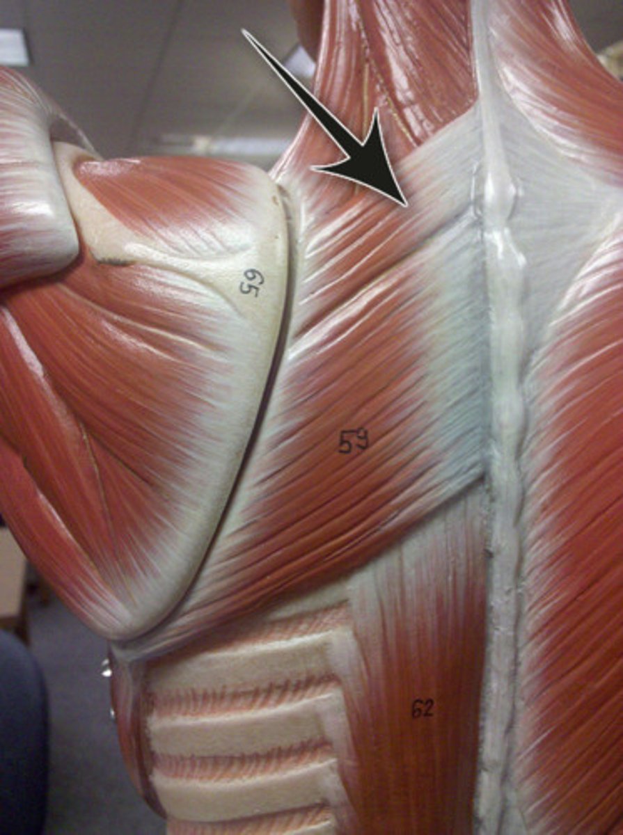 <p>Adducts scapula and performs downward rotation</p>