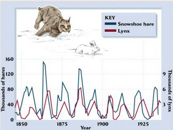 <p><span style="background-color: transparent;"><span>Typical in predator/prey relationships</span></span></p><ul><li><p><span style="background-color: transparent;"><span>With food and low predators, prey grow</span></span></p></li><li><p><span style="background-color: transparent;"><span>With more prey, predators then grow</span></span></p></li><li><p><span style="background-color: transparent;"><span>As prey reach carrying capacity, they die off</span></span></p></li><li><p><span style="background-color: transparent;"><span>As prey die, predators also die</span></span></p></li><li><p><span style="background-color: transparent;"><span>With less predation and more food, prey population increases again</span></span></p></li></ul><p></p>