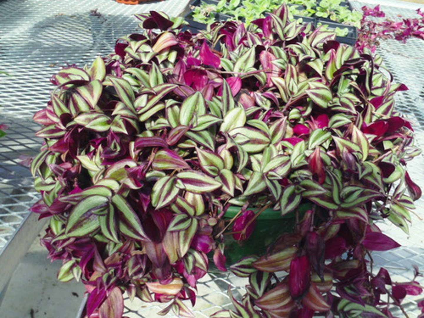 <p>Tradescantia zebrina</p>