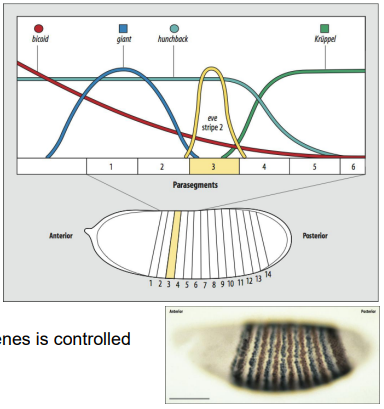 <ul><li><p>Combinations of Gap gene proteins (acting as both activators and repressors) and maternal factors regulate the expression of Pair-rule genes (e.g., even-skipped (eve), fushi tarazu (ftz)). </p></li><li><p>Each stripe of a pair-rule gene is typically controlled by its own specific enhancer element that responds to a unique combination of upstream transcription factors (Gap proteins and maternal factors). </p></li><li><p>For example, eve stripe 2 is activated by Bicoid and Hunchback, and repressed by Giant and Krüppel. </p></li><li><p>This complex combinatorial control results in the characteristic seven-stripe pattern of pair-rule gene expression, defining the 14 parasegments.</p></li></ul><p></p>