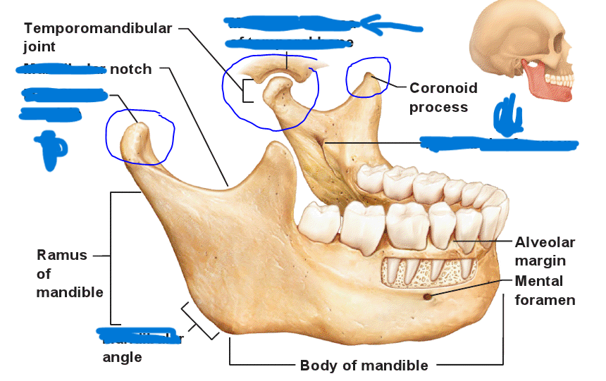 <p>What part of the mandible?</p>