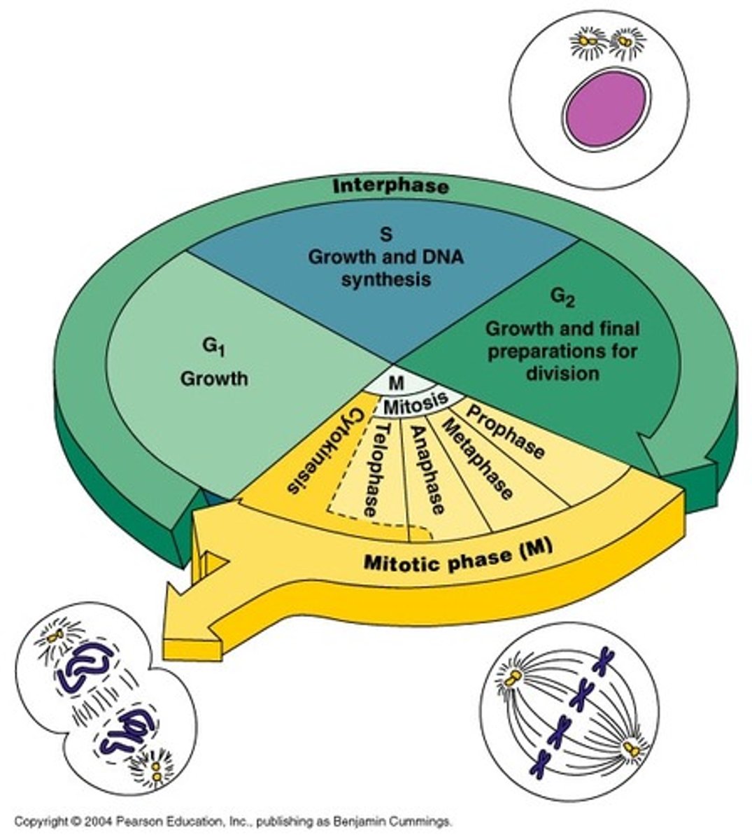 <p>The series of events that cells go through as they grow and divide</p>