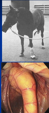 <p><span style="background-color: transparent;"><strong>Temporohyoid Osteoarthropathy</strong></span></p>