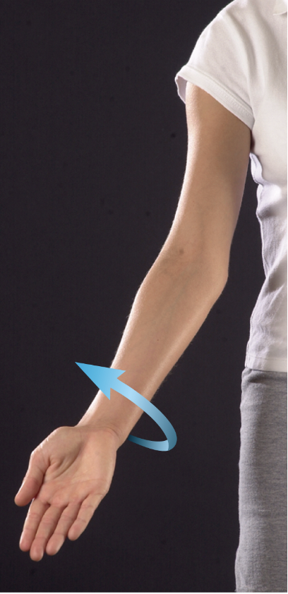 <p>movement that turns the palm to face anteriorly or upward</p>