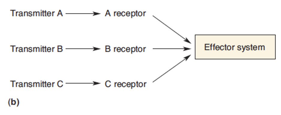 <p>Diff receptors activate same system = increase chances of one system being activated. </p>