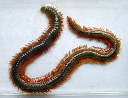 <p>Identify the phylum, class, subclass, and genus of this animal</p>