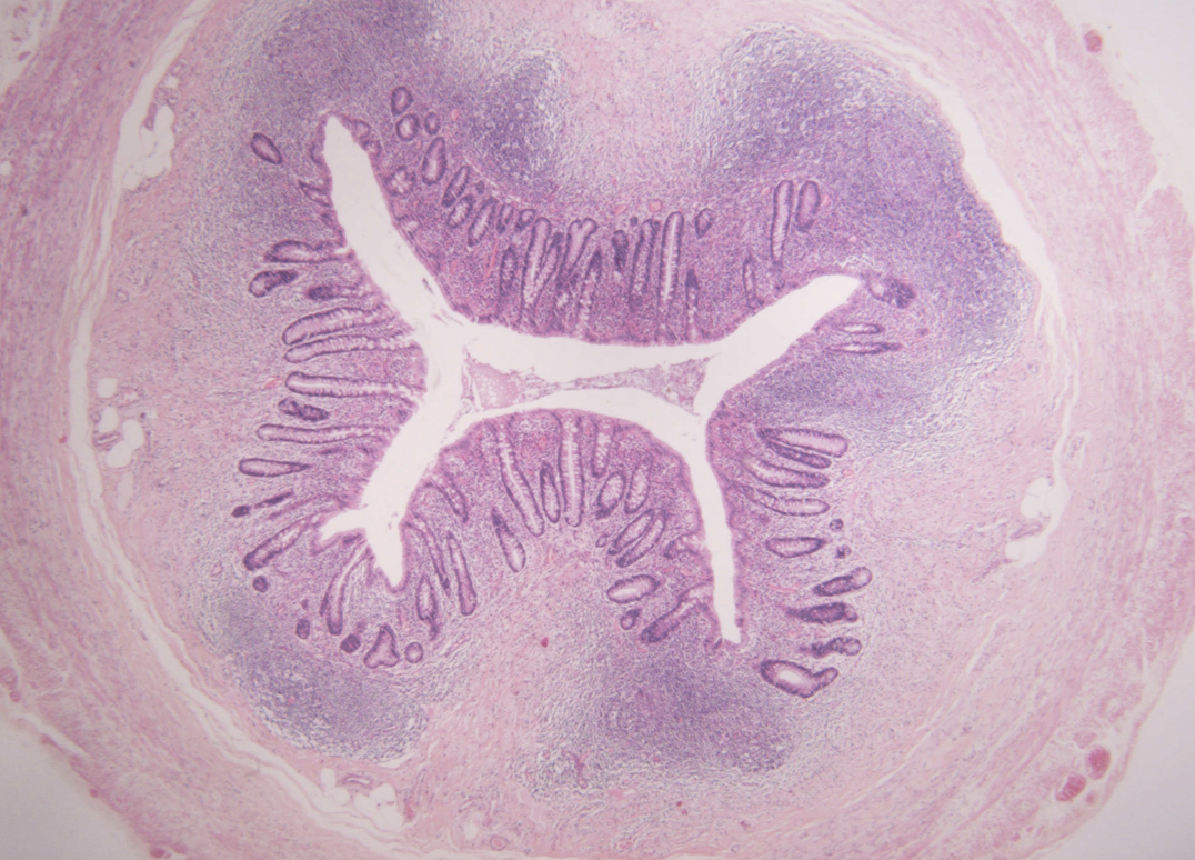 <p>what is this?</p><p>crypts lined by?</p><p>what have</p>