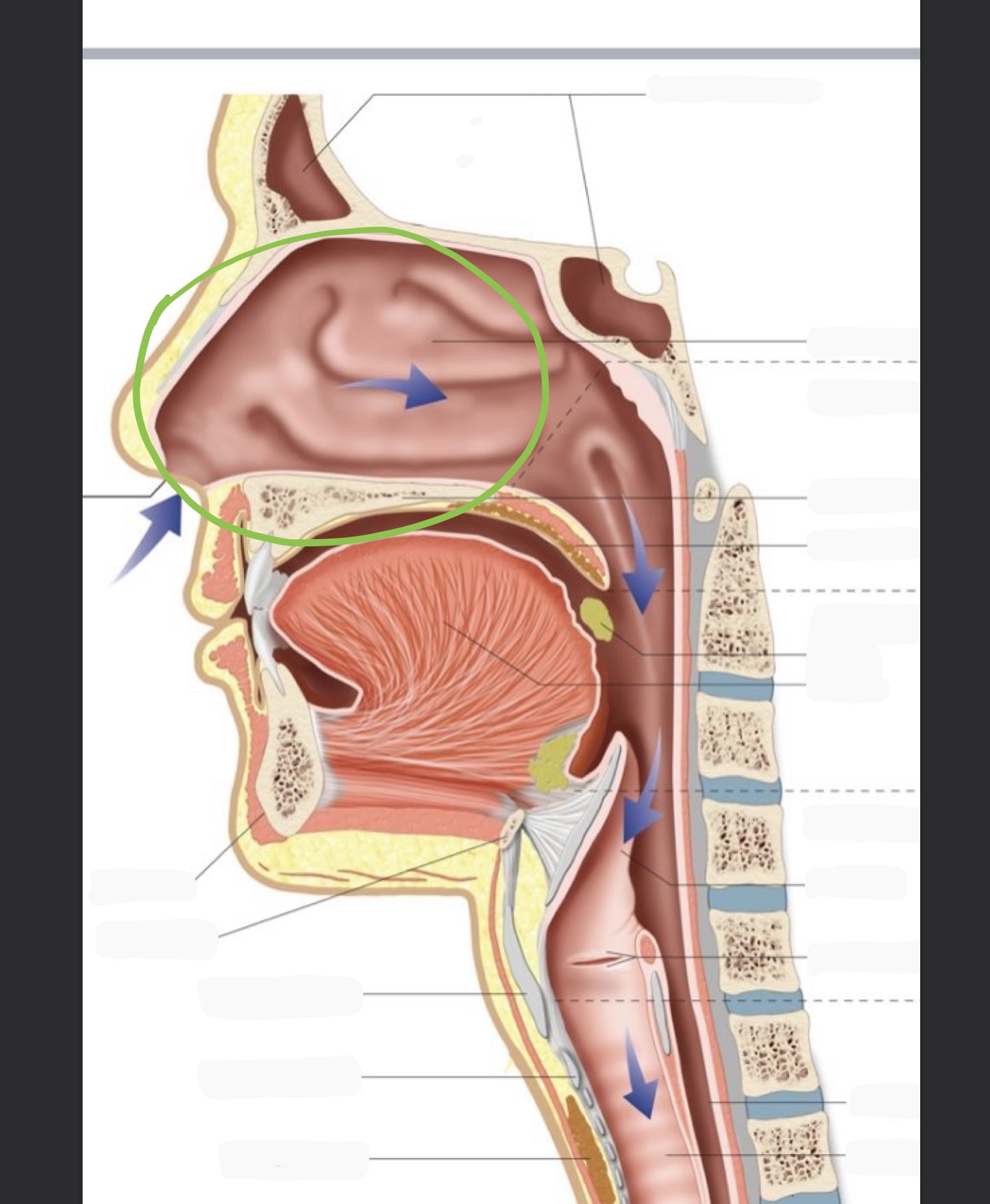 knowt flashcard image