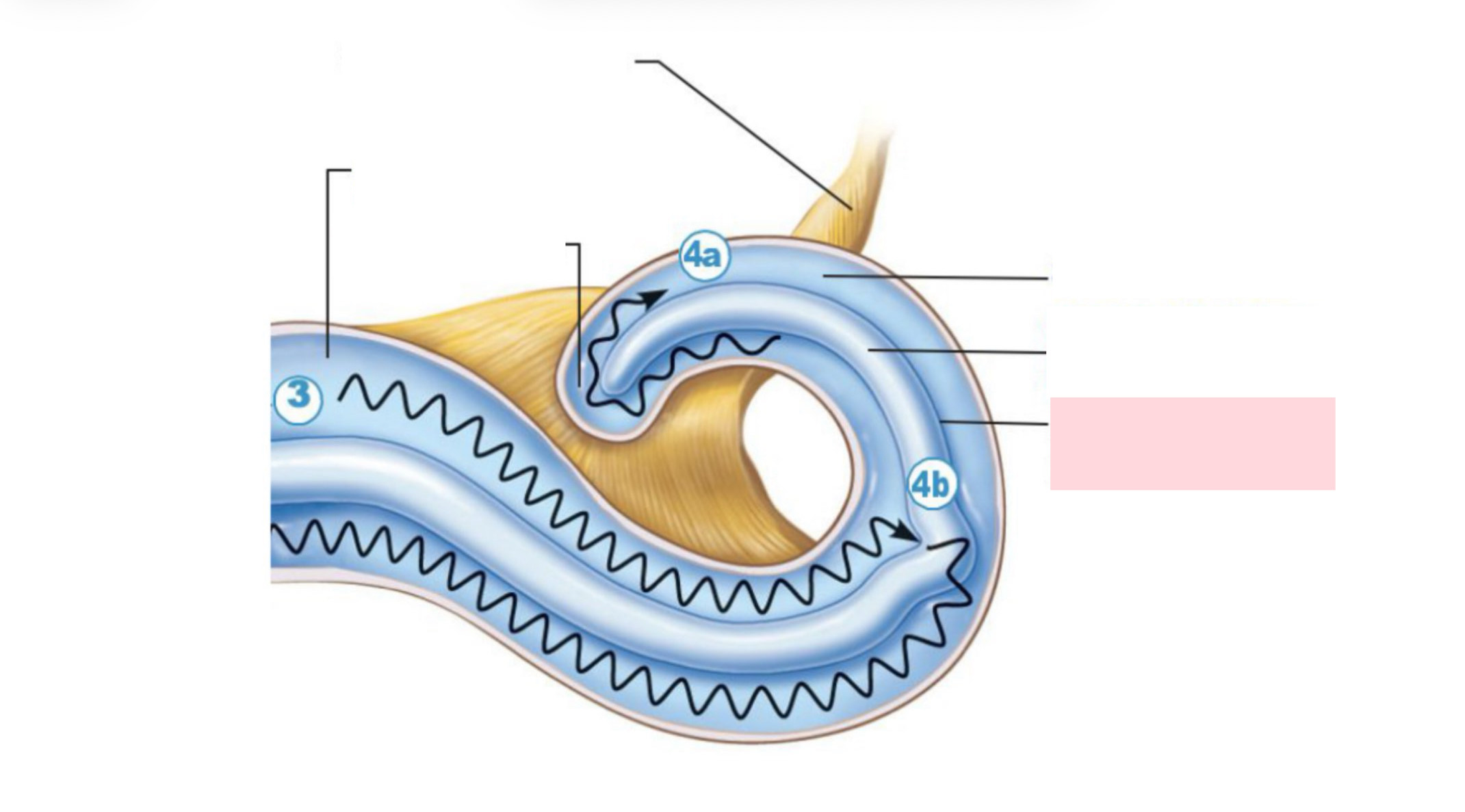 <p>Label the Diagram</p>
