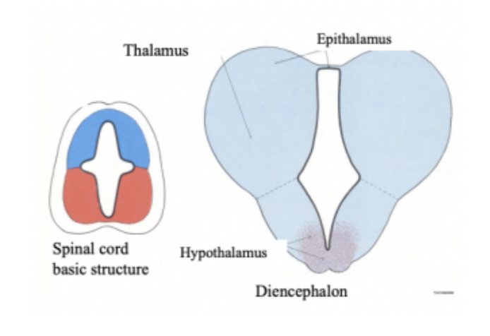 <p><span>Development of diencephalic vesicle –</span></p>