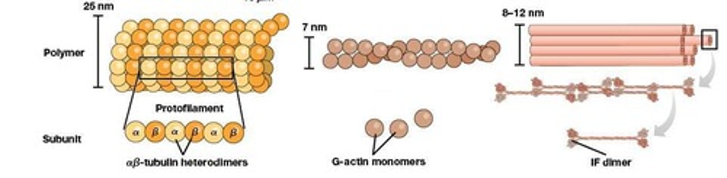 <p>Hollow cylinders aiding in cell shape and movement.</p>