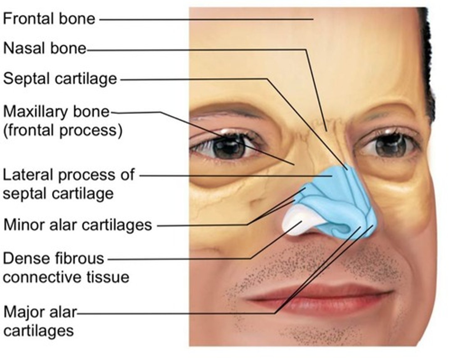<p>The midline nasal septum.</p>