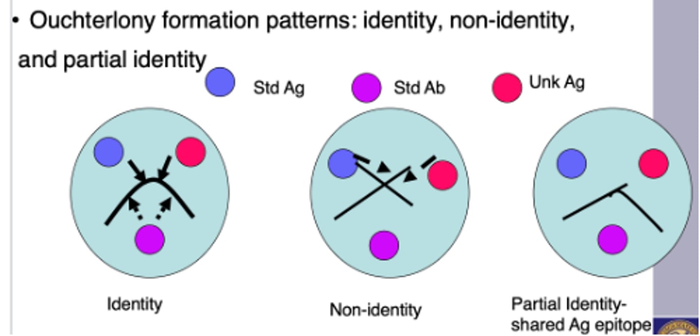 <p>(1) Fusion of the lines at their junction to form an arc represents serological identity or the presence of a common epitope</p><p>Looks like a sad face ☹️</p><p>(2) a pattern of crossed lines demonstrates</p><p>two separate reactions and indicates that the compared antigens share no common epitopes</p><p>Looks like ❌</p><p>(3) fusion of two lines with a spur indicates partial identity. In this last case, the two antigens share a common epitope, but some antibody molecules are not captured by antigen and travel through the initial precipitin line to combine with additional epitopes found in the more complex antigen. Therefore, the spur always points to the simpler antigen</p>