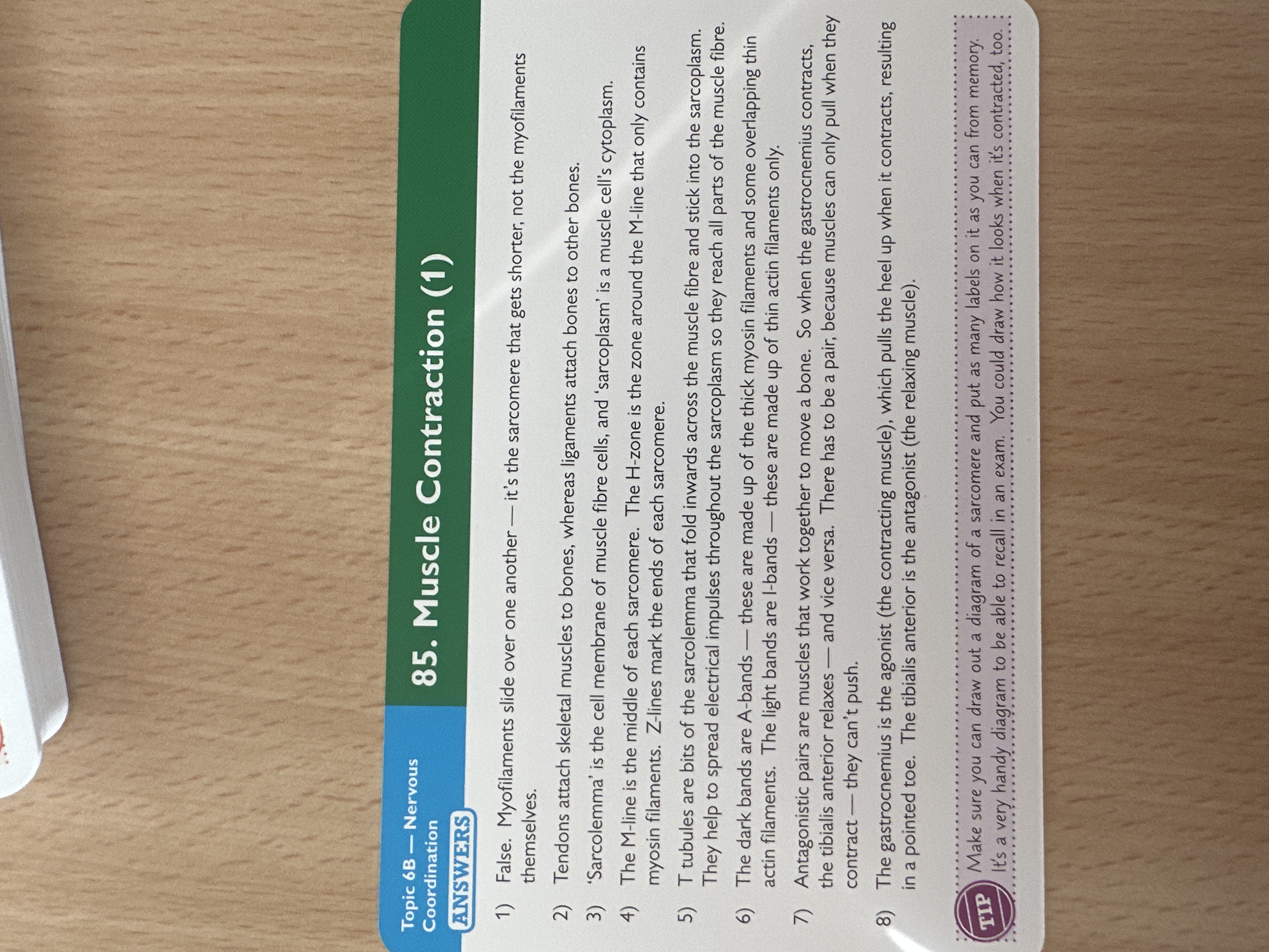 knowt flashcard image