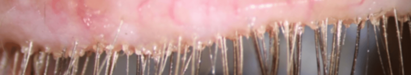 <p>Composition under debate: </p><p>- Termite mound</p><p>- Excrement</p><p>- Keratin</p><p>- Lipids</p><p>- Decaying mites</p>