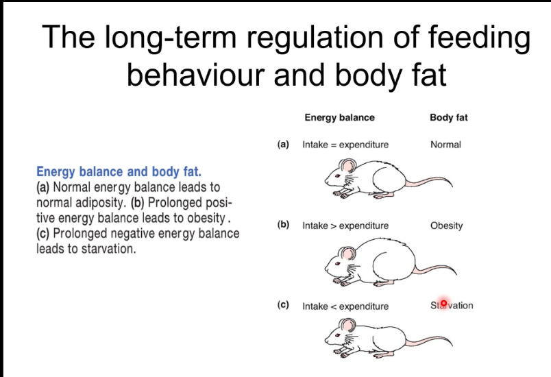 <p>The body’s energy reserve</p>