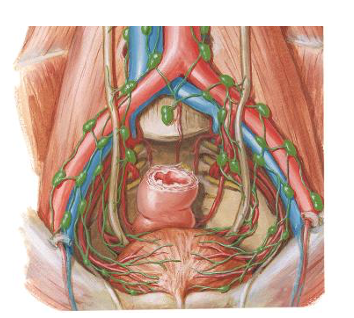 <p>Angi lymfedrænage af vesica urinaria</p>