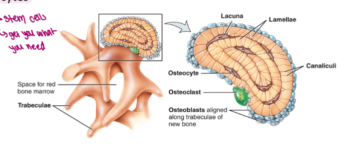 <ul><li><p>plates of bone are called trabeculae</p><ul><li><p>irregularly arranged lamellae containing osteocytes</p><ul><li><p>osteocytes are located in lacunae and are connected by canaliculi</p></li></ul></li></ul></li><li><p>found in epiphyses of long bone as well as in flat bones such as the skull and the ribs</p></li><li><p>the spaces of the spongy bone contain red bone marrow</p><ul><li><p>these spaces produce blood cells and provide a blood supply to developing osteocytes</p><ul><li><p>stem cells → get you what you need</p></li></ul></li></ul></li></ul><p>(compact bone is like an and aero bar, hard chocolate on top and bottom and bubbles in between)</p><p></p>