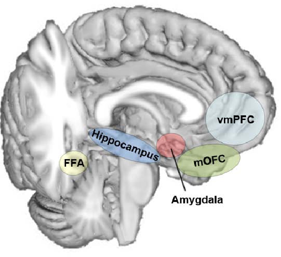 <ul><li><p><strong>Definition: </strong>the process of not responding to stimuli that are presented repeatedly and without change. </p></li><li><p><strong>Location: </strong>In the brain, the process involves the amygdala with a lot of contributions from the prefrontal cortex and hippocampus</p></li></ul><p></p>